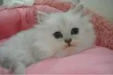 ペルシャ(チンチラ)【東京都・男の子・2023年7月28日・チンチラシルバー】の写真2
