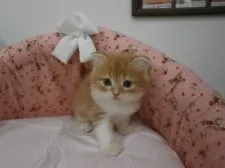 スコティッシュフォールド【東京都・男の子・2015年8月10日・レッドタビー&ホワイト】の写真2