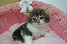 ノルウェージャンフォレストキャット【東京都・男の子・2020年6月22日・ブラウンタビー&ホワイト】の写真2