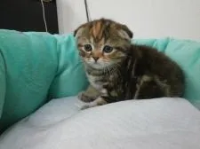 スコティッシュフォールド【東京都・女の子・2016年4月15日・ブラウンパッチドタビー】の写真2