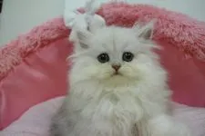 ペルシャ(チンチラ)【東京都・女の子・2021年8月27日・チンチラシルバー】の写真2