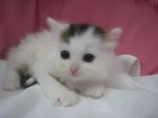 スコティッシュフォールド(折れ耳)【東京都・女の子・2018年4月17日・ブラウンパッチドタビー&ホワイト】の写真3