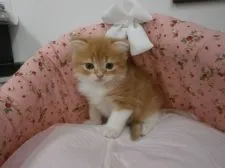 スコティッシュフォールド【東京都・男の子・2015年8月10日・レッドタビー&ホワイト】の写真3