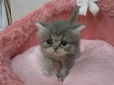 エキゾチックロングヘア【東京都・男の子・2018年6月6日・ブルーチンチラゴールデン】の写真4