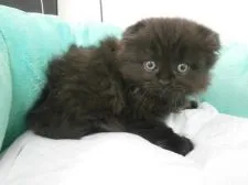 スコティッシュフォールド【東京都・男の子・2016年4月15日・ブラックスモーク】の写真4
