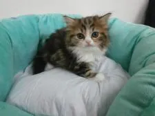 スコティッシュフォールド【東京都・男の子・2016年3月4日・ブラウンタビー&ホワイト】の写真5