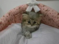 ペルシャ(チンチラ)【東京都・男の子・2015年11月6日・チンチラゴールデン】の写真5