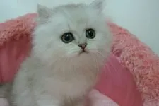 ペルシャ(チンチラ)【東京都・男の子・2020年3月16日・チンチラシルバー】の写真5