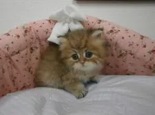 ペルシャ(チンチラ)【東京都・男の子・2015年11月6日・チンチラゴールデン】の写真5