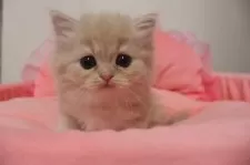 スコティッシュフォールド(立ち耳)【東京都・女の子・2025年10月24日・クリームタビー】の写真10