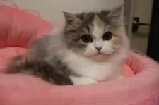 スコティッシュフォールド(立ち耳)【東京都・女の子・2025年8月15日・ダイリュートキャリコ】の写真10