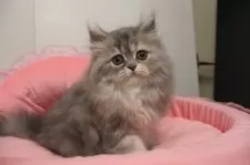 ミヌエット(長足)【東京都・女の子・2025年9月12日・ブルーパッチドタビー&ホワイト】の写真10