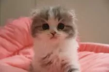 スコティッシュフォールド(折れ耳)【東京都・女の子・2025年5月22日・ダイリュートキャリコ】の写真10