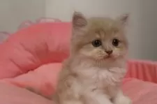 スコティッシュフォールド(立ち耳)【東京都・女の子・2025年8月25日・クリームタビー&ホワイト】の写真11