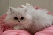 ペルシャ(チンチラ)【東京都・男の子・2024年10月25日・チンチラシルバー】の写真7