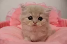 スコティッシュフォールド(立ち耳)【東京都・女の子・2025年10月24日・クリームタビー】の写真11