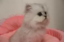 ペルシャ(チンチラ)【東京都・男の子・2025年10月17日・チンチラシルバー】の写真11