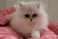 ペルシャ(チンチラ)【東京都・男の子・2024年10月25日・チンチラシルバー】の写真8