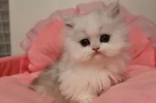 ミヌエット(短足)【東京都・男の子・2026年1月16日・チンチラシルバー】の写真12