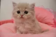 スコティッシュフォールド(立ち耳)【東京都・女の子・2025年10月24日・クリームタビー】の写真13