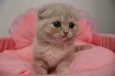 スコティッシュフォールド(折れ耳)【東京都・女の子・2026年1月4日・クリームタビー】の写真14