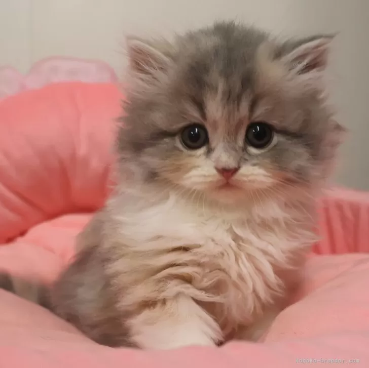 スコティッシュフォールド(立ち耳)【東京都・女の子・2025年9月19日・ダイリュートキャリコ】の写真1