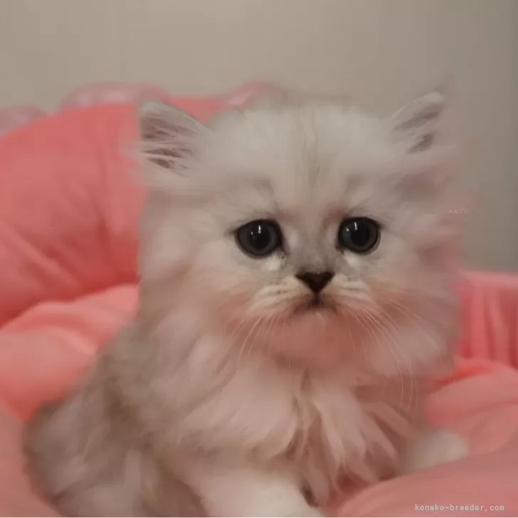 ミヌエット(長足)【東京都・女の子・2025年8月30日・チンチラシルバー】の写真1