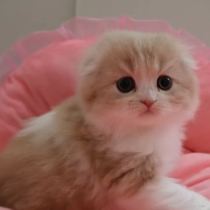 ID:2503-02763の子猫
