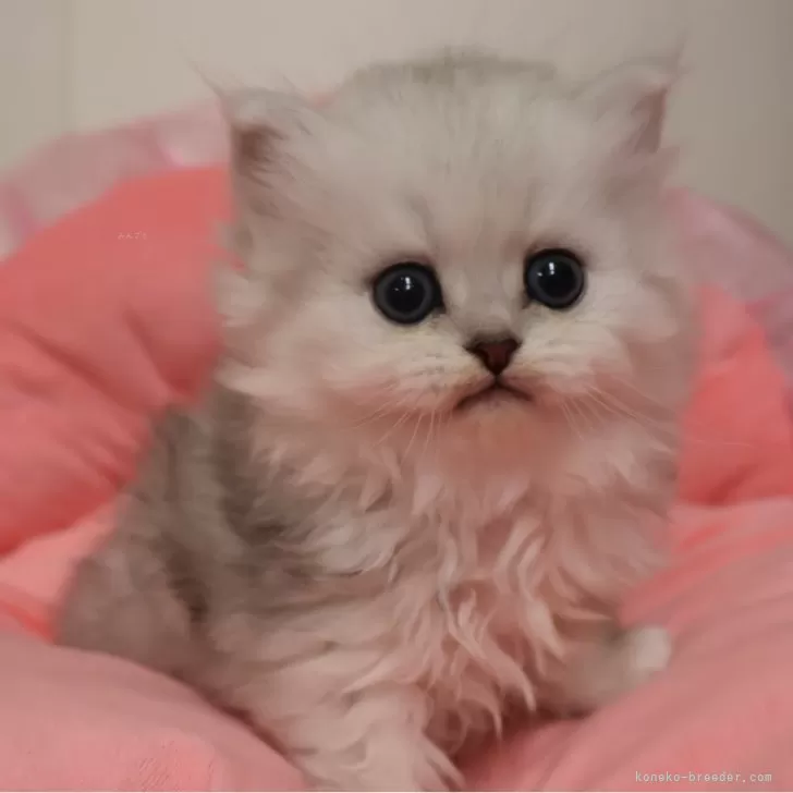 ID：2602-00999の子猫