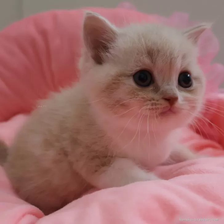 Y.M 様のお迎えした子猫