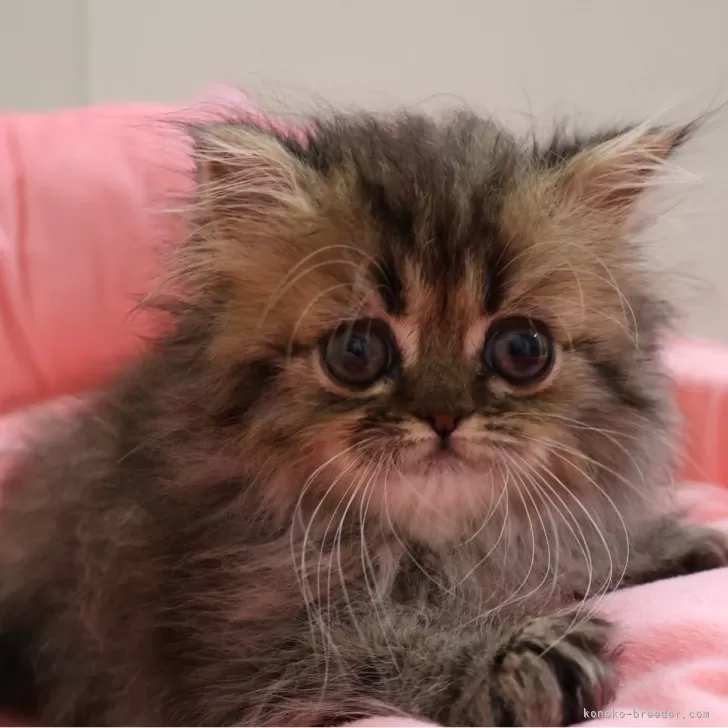 ID：2504-02996の子猫