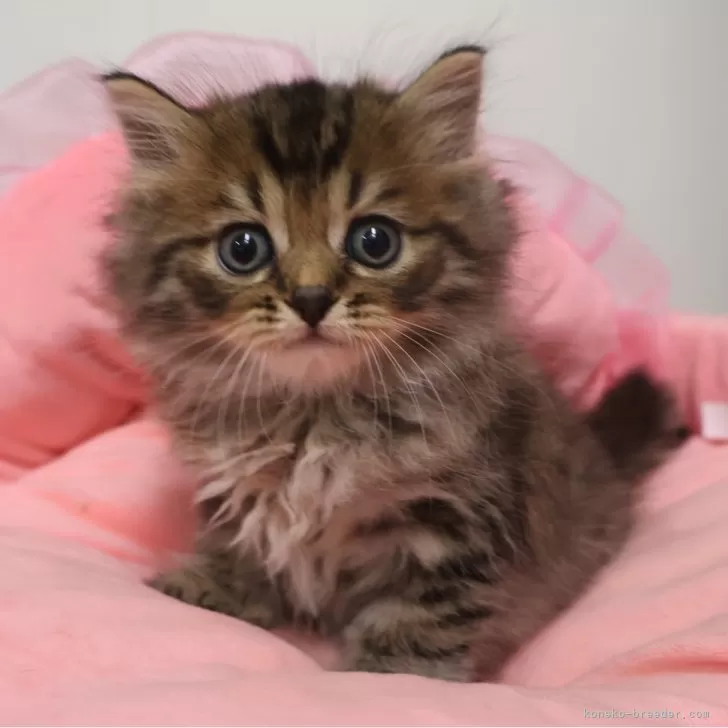 スコティッシュフォールド(立ち耳)【東京都・男の子・2025年9月20日・ブラウンタビー】の写真1