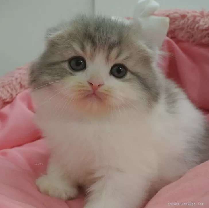 ID：2412-02405の子猫