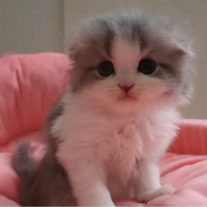 ID:2506-01855の子猫