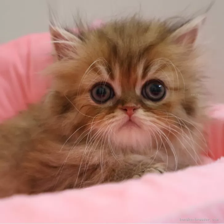 ID：2504-02997の子猫
