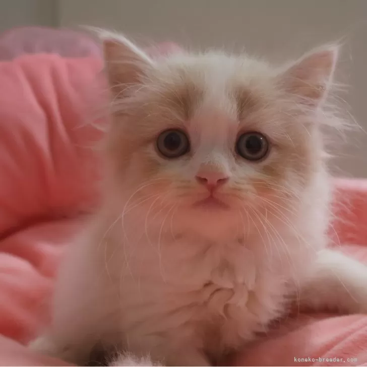 ID:2508-02461の子猫