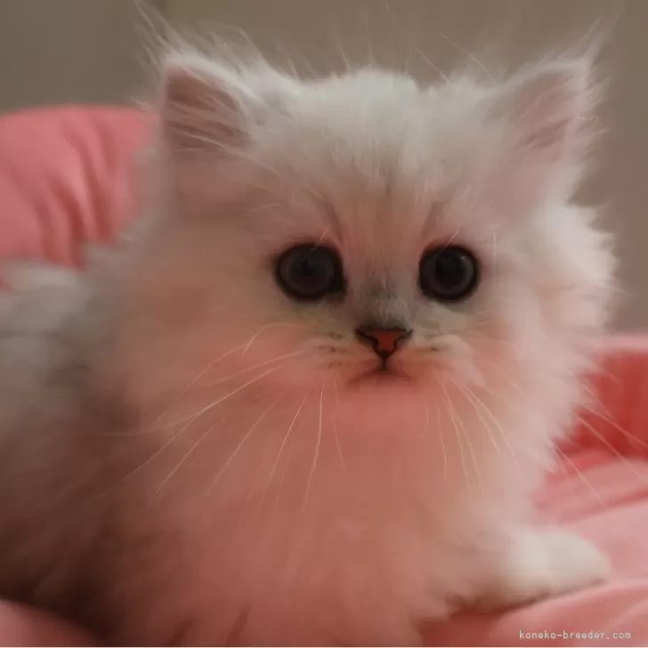 ID:2507-01028の子猫