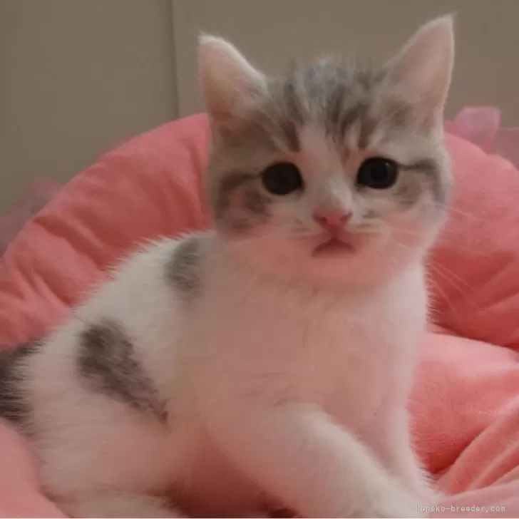 ID：2507-00443の子猫