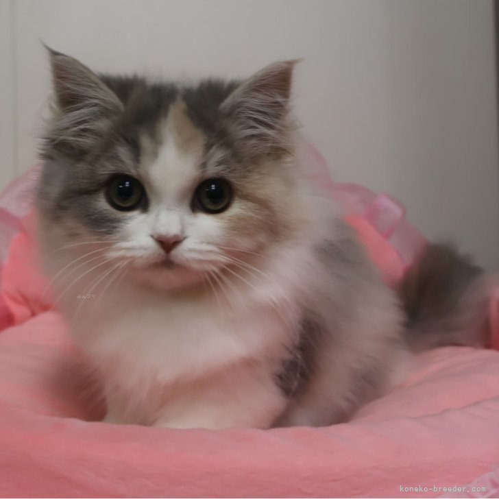 ブリーダー画像