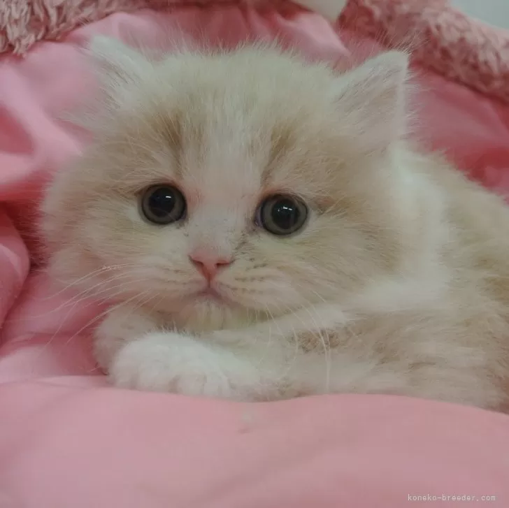 ID:2412-01950の子猫
