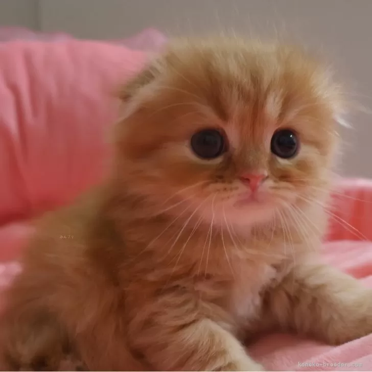 ID：2507-02699の子猫