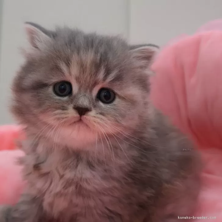 ID：2503-00906の子猫
