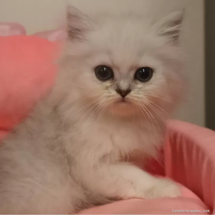 ID:2509-02085の子猫