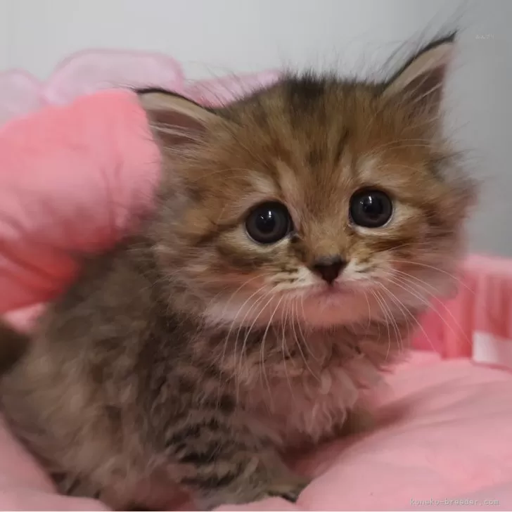 スコティッシュフォールド(立ち耳)【東京都・女の子・2025年9月20日・ブラウンパッチドタビー】の写真1