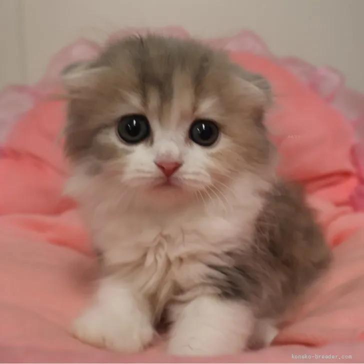ID：2607-03533の子猫