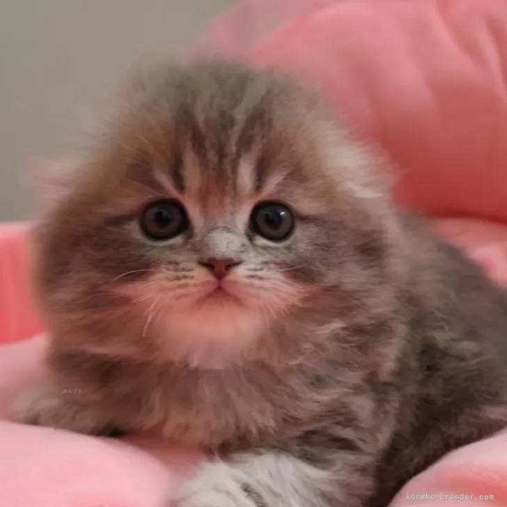 ID：2503-02765の子猫