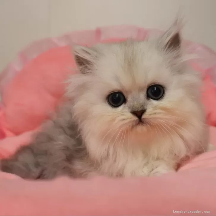ID：2604-01375の子猫