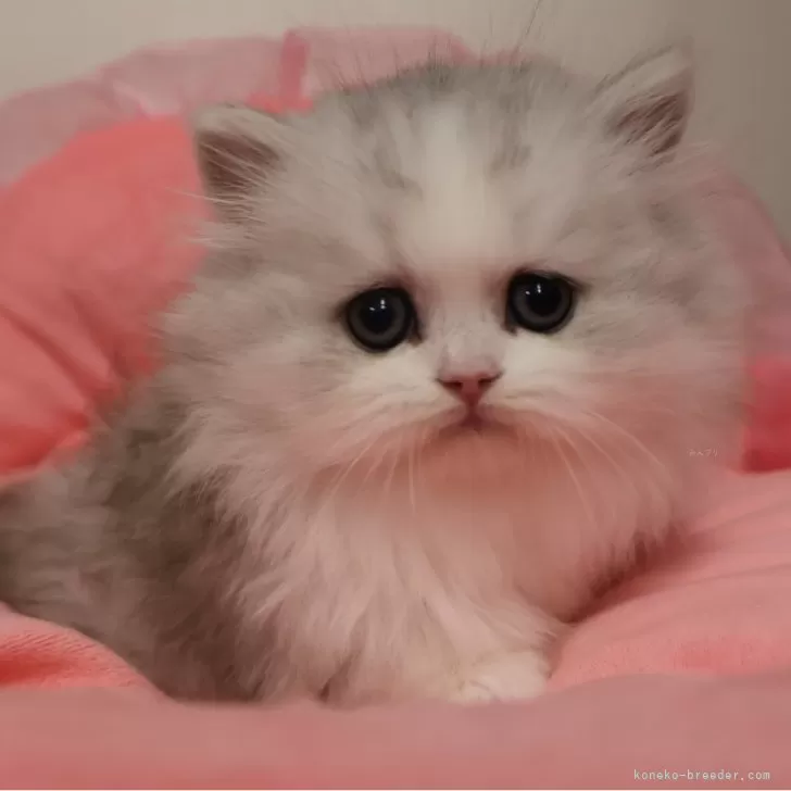 ID：2601-01946の子猫