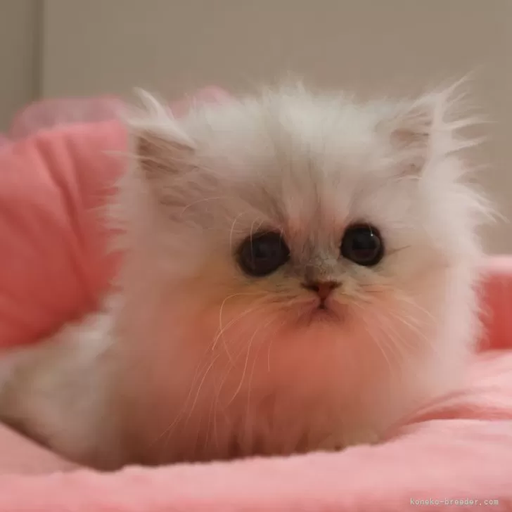 ID:2508-02218の子猫