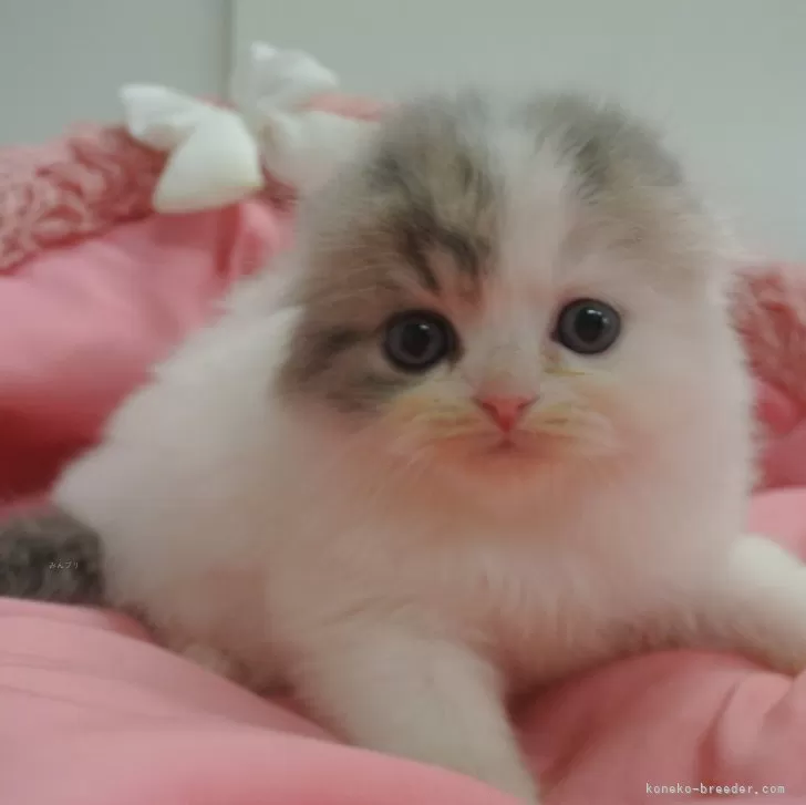 ID:2412-02583の子猫